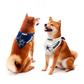 JUEGO DE BANDANA PARA MASCOTAS HOME &amp; AWAY DE LOS DALLAS COWBOYS