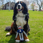 DALLAS COWBOYS TEAM SOCK MONKEY PET TOY