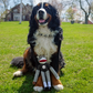 LAS VEGAS RAIDERS TEAM SOCK MONKEY PET TOY