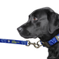 LOS ANGELES RAMS PREMIUM PET LEAD